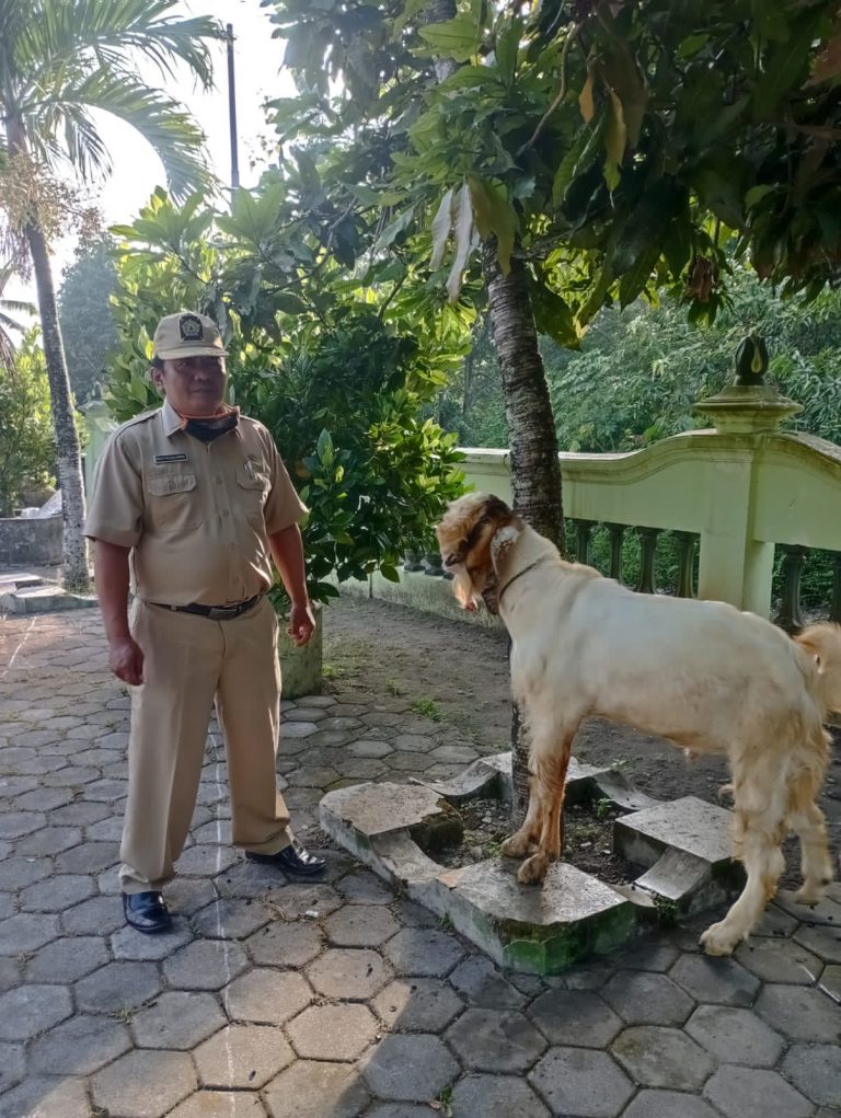Acara penyembelihan hewan qurban di SDN KRADENAN 1